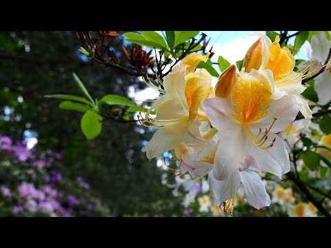 Видео: Рододендроны: выбор сорта