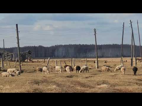 Видео: Деревни Омской области 🤗 Каракуль после пожара ...Деревня