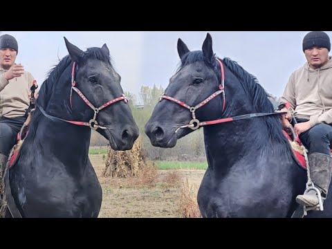 Видео: Мындай Ат Бир Чыгат  Пай Пай Паай Лексус✊️