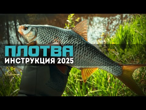 Видео: ⚡ЖИРНАЯ ПЛОТВА АТАКУЕТ! Стритфишинг с результатом: ТРОФЕЙ на фиолетовый цвет! #мормышинг #рыбалка