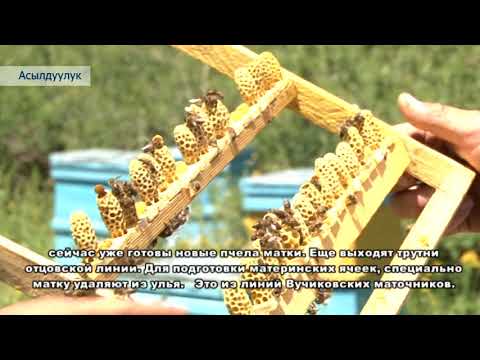 Видео: Бал аарычылык боюнча видеокурс ПРООН Ош