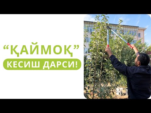 Видео: ХОНАДОНДА КЕСИШ БЎЙИЧА "ҚАЙМОҚ" ТУШУНЧАЛАР!