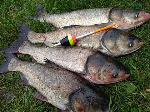 Видео: А лобатый все ловится.  Толстолоб на технопланктон.  Ловля толстолоба с берега. Silver carp fishing.