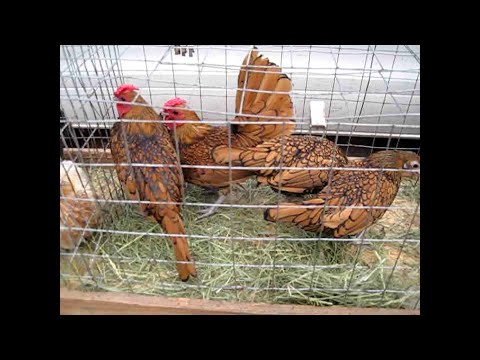 Видео: Выставка ярмарка голубей и домашней птицы в Новом Буге 30 11 24  Ч.1