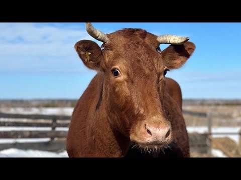 Видео: Прививка от ящура. Аллергия у коровы.