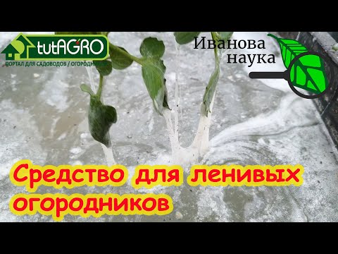 Видео: САМ РАЗВОЖУ ЭТУ ПОДКОРМКУ и забыл о поливах и удобрениях! Самый легкий способ растить урожай.