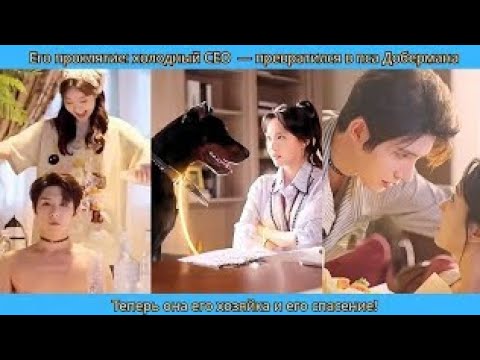 Видео: Его проклятие холодный CEO 💔 — превратился в пса Добермана! Теперь она его хозяйка и его спасение! ✨