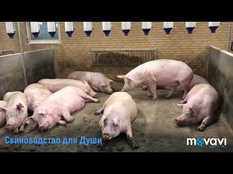 Видео: Кормление супоросных свиноматок!выпадение прямой кишки,что мы делаем?