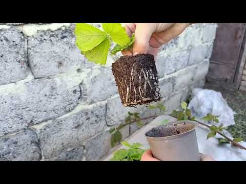 Видео: Розсада полуниці в стаканах. Остання висадка.