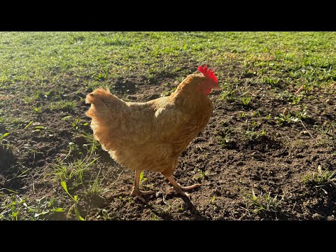 Видео: Когда куры умнее людей . ЧАСТЬ 3 Заключительная 