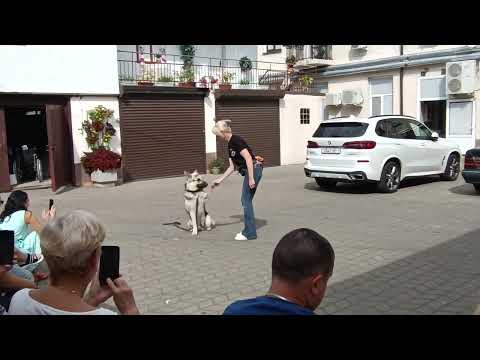 Видео: 04.09.2025 Brest Belarus... Поисково - спасательный отряд... Walks with Victoria