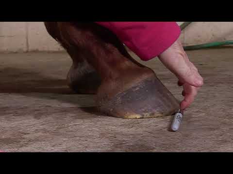 Видео: Как оценить состояние копыт вашей лошади