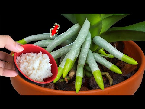 Видео: Простые секреты, которые помогут любой орхидее расти и цвести как сумасшедшая!