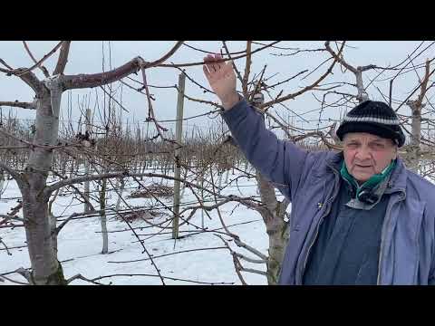 Видео: Обрезка черешни с формировкой Стройное Веретено и UFO. Питомник Маценко.