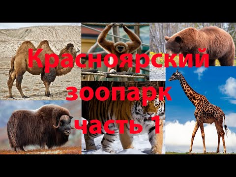 Видео: Красноярский зоопарк. Часть 1