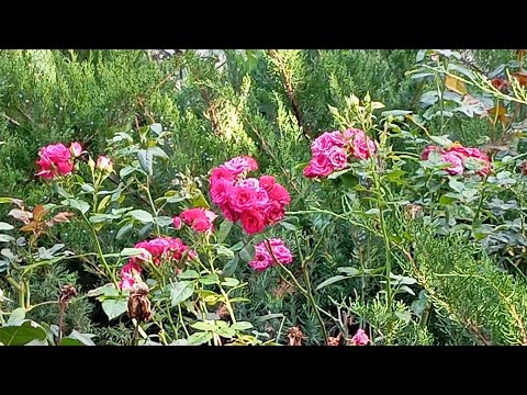 Видео: ЕДИНОЕ НЕ СЛУЧАЙНО