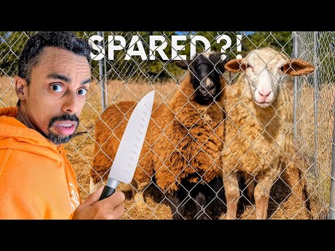 Видео: ЧТО здесь произошло!?… Почему я спас этих овец 😳🐑