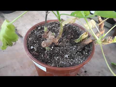 Видео: Пеларгония в беде! Что делать?