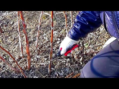 Видео: Обрезка ремантантной  малины на Кубани