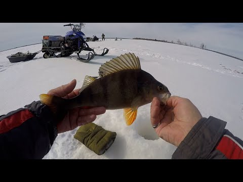 Видео: Забрался на одно озеро а там окуня мордатые клюют.