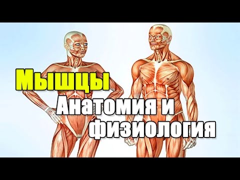 Видео: МЫШЦЫ.  Все что нужно знать о мышцах для тренировки.