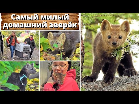 Видео: Соболь - самый милый домашний зверек. Моя новая фобия. Russian sables