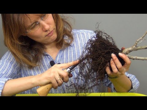 Видео: Бонсай из дубов (ч.6).