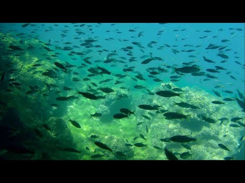 Видео: нуркање Градиште, Охридско езеро - diving Gradishte, Ohrid Lake, Macedonia 2021-07