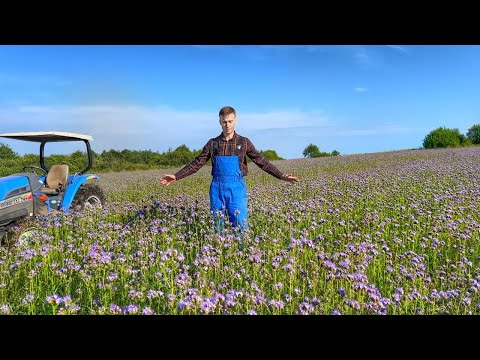 Видео: Фацелія як медонос та сидерат. Як і коли сіяти фацелію. Що треба знати перед посівом?