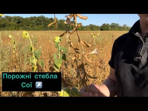 Видео: СОЯ МАСОВО ГОРИТЬ…Як Волинь готується до жнив 2024