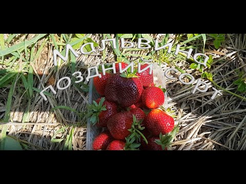 Видео: Мальвина поздний сорт  Легкий обзор