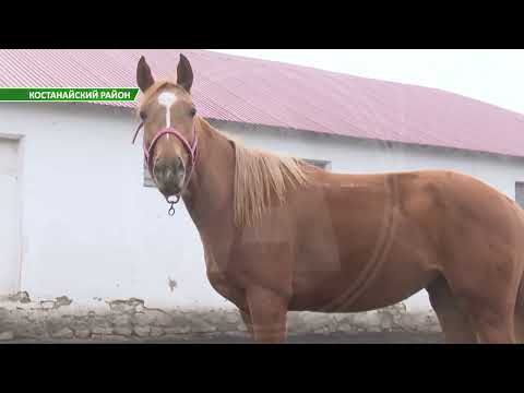 Видео: В конюшне, которая была построена в 1888 году в Заречном, завершен первый этап реставрационных работ