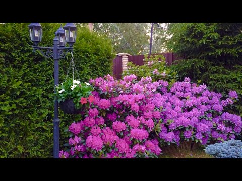 Видео: Уход за рододендроном осенью/ подготовка к зиме