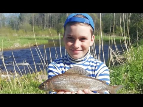 Видео: Ход Сырти Продолжается. Ловим на Фидер. Река Луга. Первые Хариусы Сына.