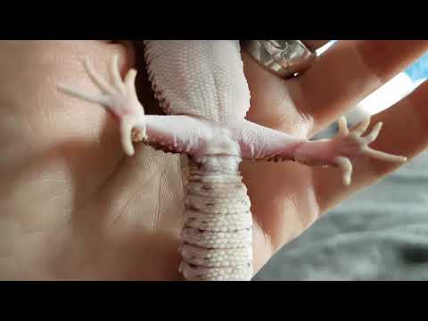 Видео: Эублефары. Три поросёнка. Определение пола у малышей, упаковка Пчелайна