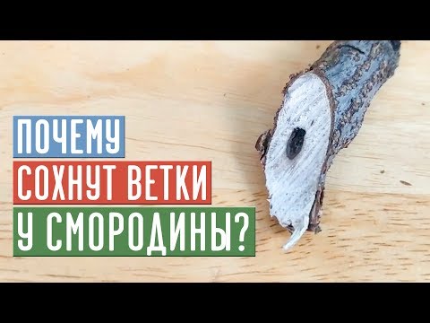 Видео: СТЕКЛЯННИЦА - НЕВИДИМЫЙ ВРАГ УНИЧТОЖАЕТ СМОРОДИНУ / Садовый гид