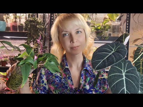 Видео: Пересадка алоказии Блэк Вельвет и  антуриума Зизу