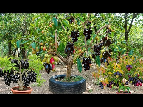 Видео: Этот безумный трюк с размножением яванской сливы работает как по волшебству! Выращивание яванской...