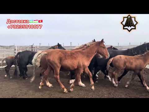 Видео: Г Абакан Андижонлик Укамизни фермасидамиз Карим Акан тозза қон Айғирларни тойларидан 30.10.2025 йил