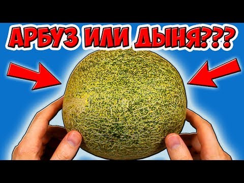 Видео: Пробую Необычные АРБУЗЫ и ДЫНИ. Дорого VS Дёшево. Дегустация Умелое ТВ