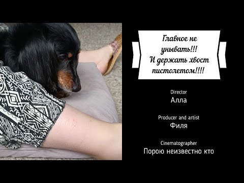 Видео: Массаж собаке спинальнику. Полезное видео