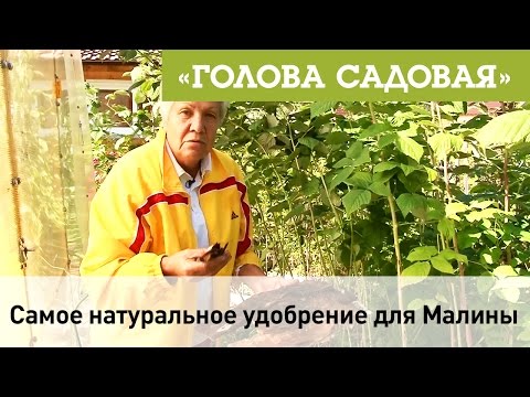 Видео: Голова садовая - Самое натуральное удобрение для Малины