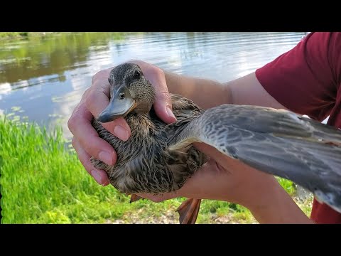 Видео: СПАСЕНИЕ ДИКОЙ УТОЧКИ