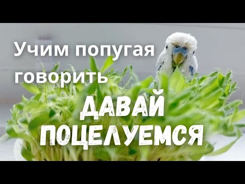 Видео: Учим попугая говорить "Давай поцелуемся"