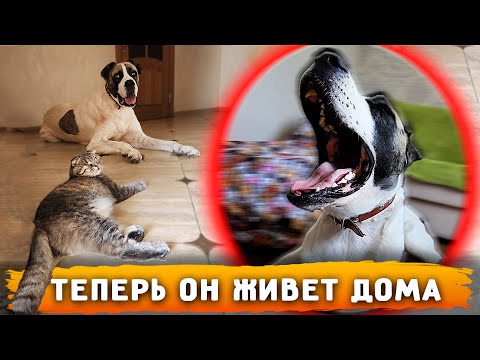 Видео: Крики Нукера, вынудили меня забрать его к себе в кабинет, какова его реакция? Лечим собак от кашля