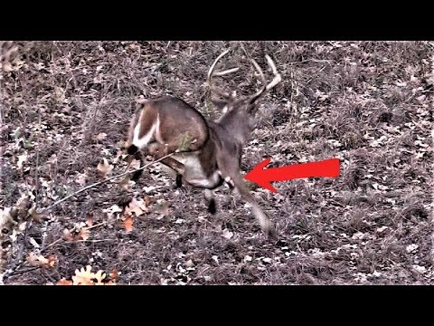 Видео: БАК ВОЗВРАЩАЕТСЯ ПОСЛЕ СТРЕЛЬБЫ!!! ХРЮК-ХРИП!!