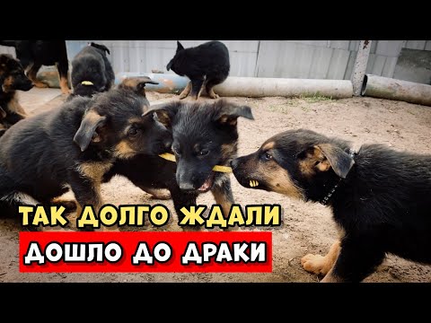 Видео: НОВЫЕ ОШЕЙНИКИ ДЛЯ ЩЕНКОВ. ПРОГУЛКА С РОНОМ