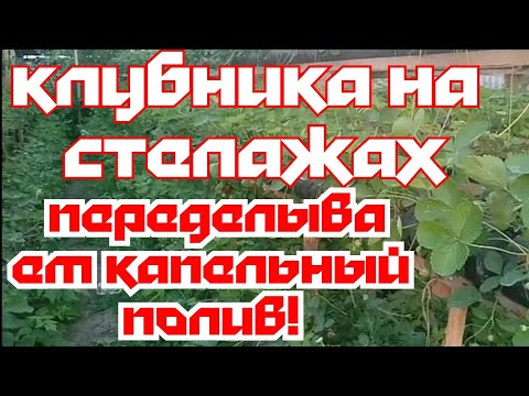 Видео: Малообъемка клубника! Переделываем капельный полив!