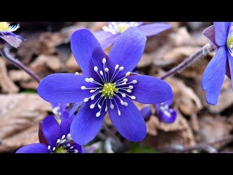 Видео: Весенние цветы с названиями. Красивые фото и спокойная музыка.