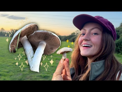 Видео: Сбор грибов в поле